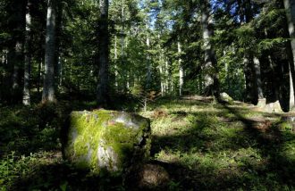 Conférence : la vie forestière