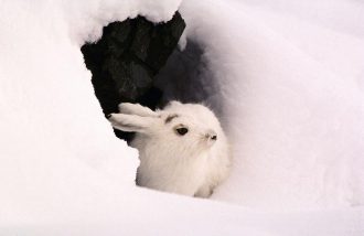 Conférence: les adaptations de la faune à l'hiver