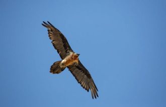 Comptage international des gypaètes barbus