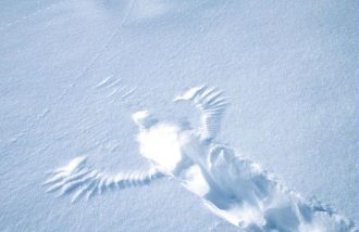 Causerie sur la faune du Parc national des Ecrins en hiver