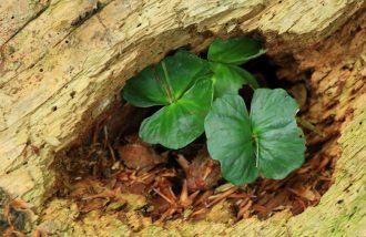 Conférence : les forêts de Serre Ponçon à la loupe !