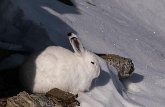 Conférence : l'adaptations à l'hiver