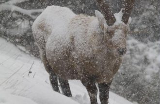 Conférence du Parc national des Ecrins : l'adaptations à hiver