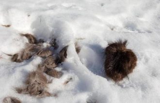 RDV avec le parc national des Ecrins : traces et indices de la faune en hiver