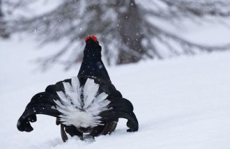 Conférence du Parc national des Ecrins : l'adaptations de la faune à l'hiver