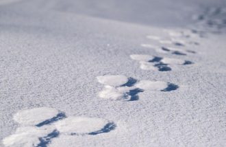 RDV avec le parc national : traces et indices de la faune en hiver