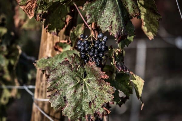 Vignes  Puy Sanieres - Patrick Domeyne